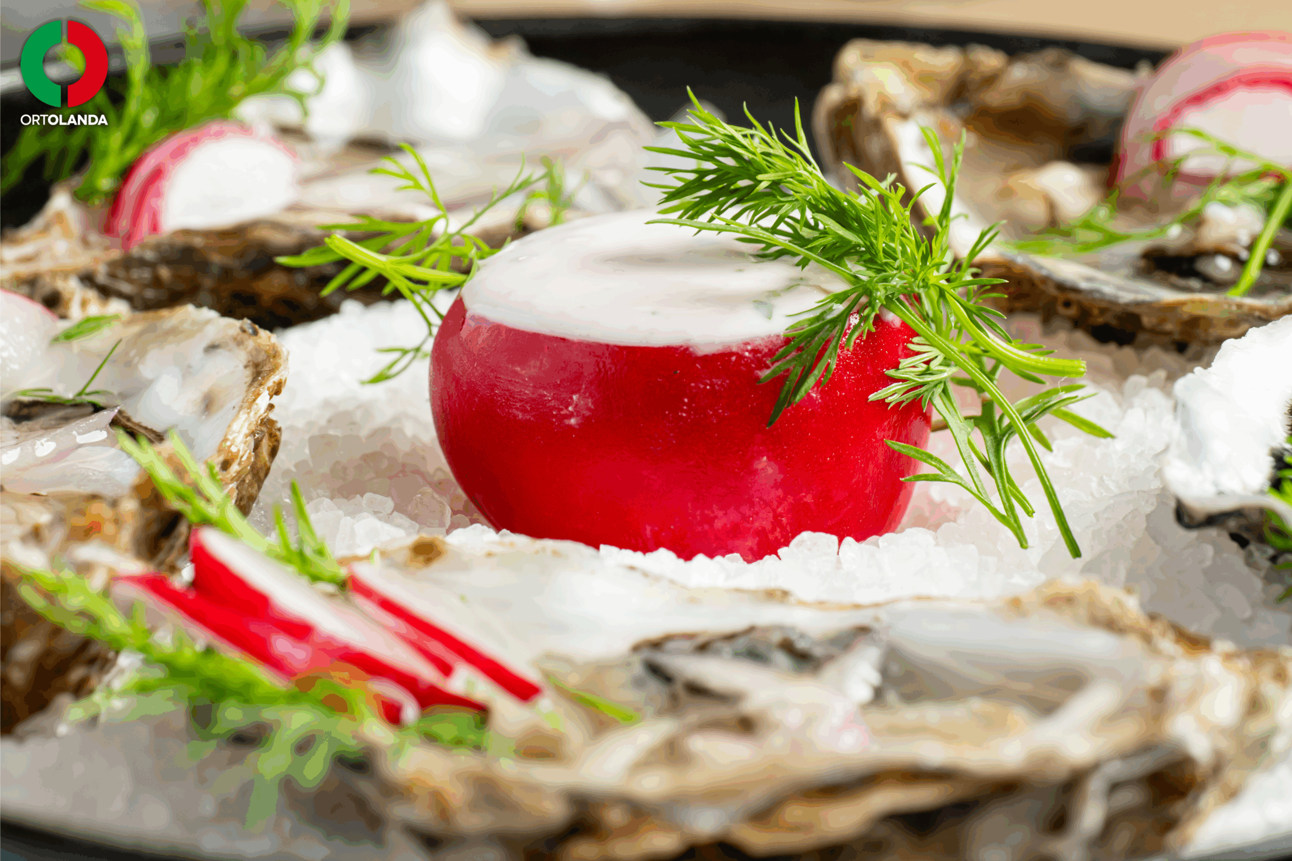 Radish Oyster Delight