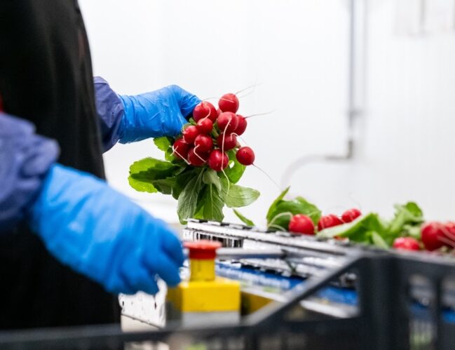 ortolanda-production