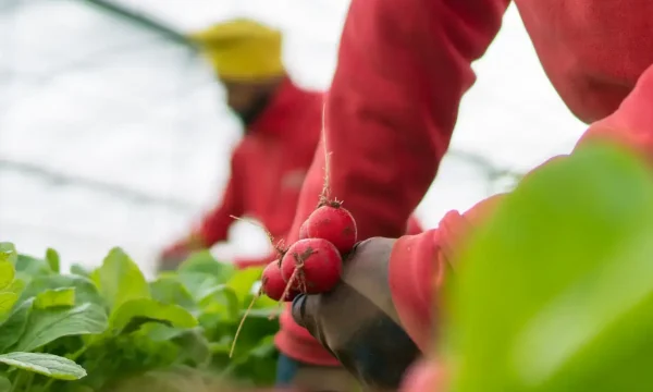 Borgo Grappa harvesting